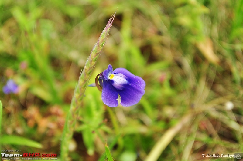 The Jet is mesmerized by the plateau of flowers: A drive to Kaas valley and beyond-dsc_0094.jpg