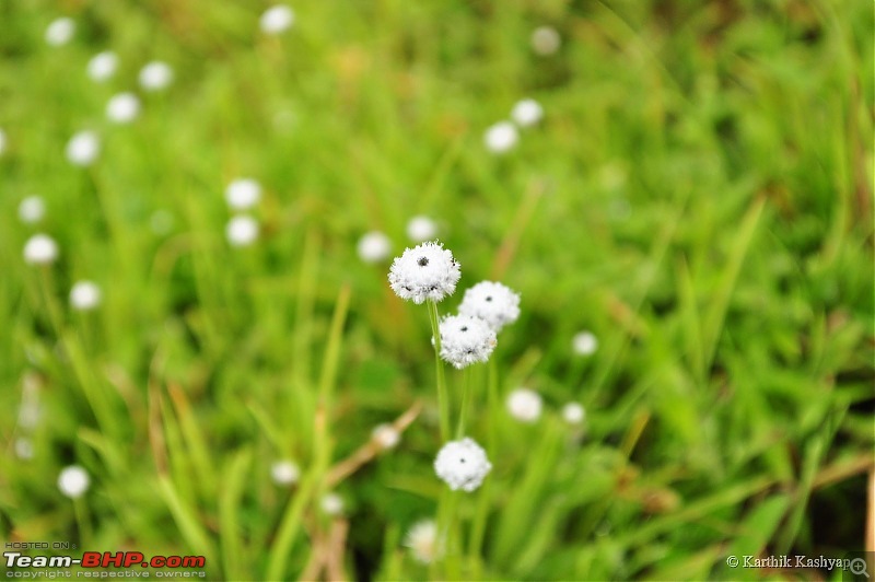 The Jet is mesmerized by the plateau of flowers: A drive to Kaas valley and beyond-dsc_0110.jpg