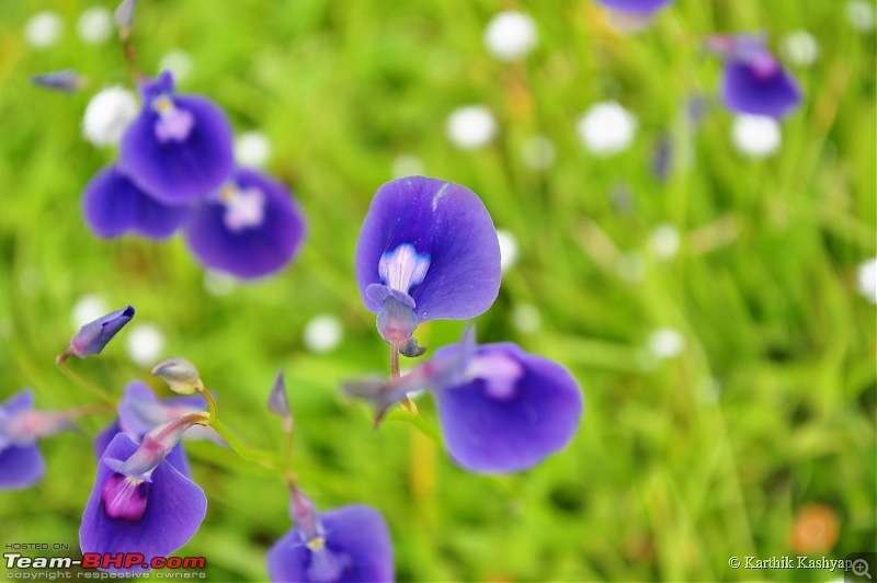 The Jet is mesmerized by the plateau of flowers: A drive to Kaas valley and beyond-dsc_0113.jpg