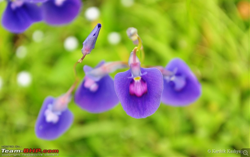 The Jet is mesmerized by the plateau of flowers: A drive to Kaas valley and beyond-dsc_0121.jpg