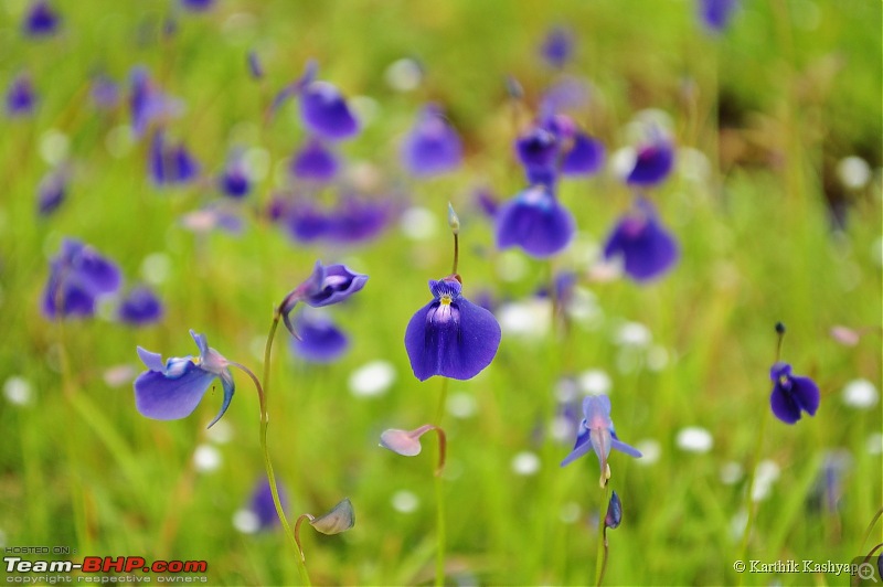 The Jet is mesmerized by the plateau of flowers: A drive to Kaas valley and beyond-dsc_0123.jpg