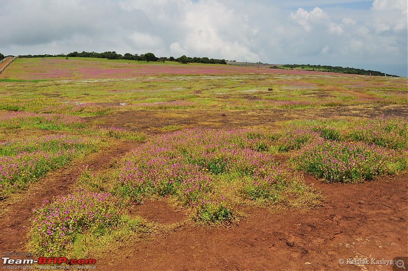 The Jet is mesmerized by the plateau of flowers: A drive to Kaas valley and beyond-dsc_0135.jpg