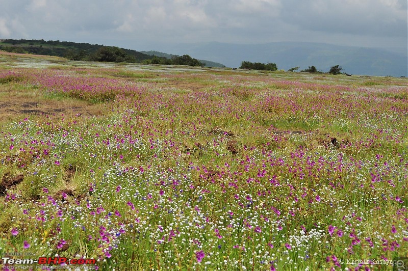 The Jet is mesmerized by the plateau of flowers: A drive to Kaas valley and beyond-dsc_0139.jpg