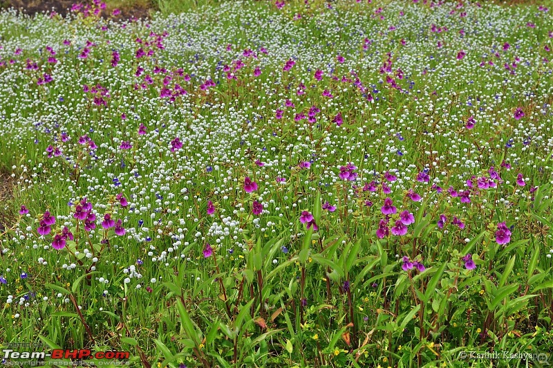 The Jet is mesmerized by the plateau of flowers: A drive to Kaas valley and beyond-dsc_0148.jpg