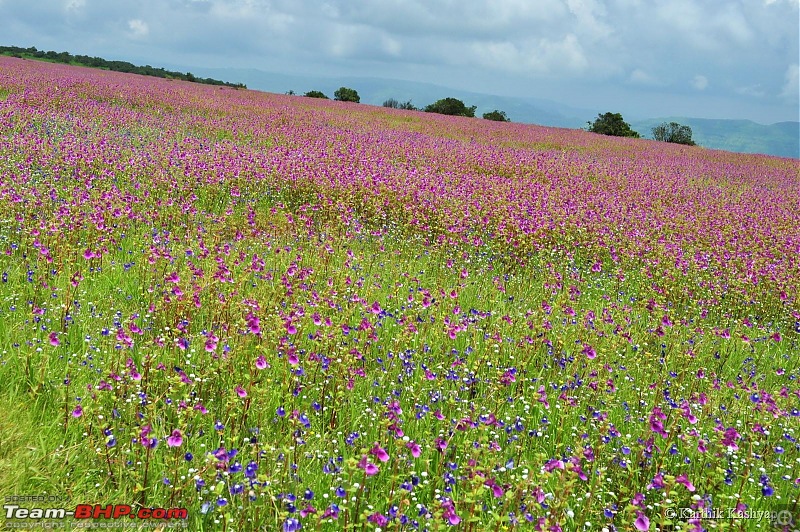 The Jet is mesmerized by the plateau of flowers: A drive to Kaas valley and beyond-dsc_0158.jpg