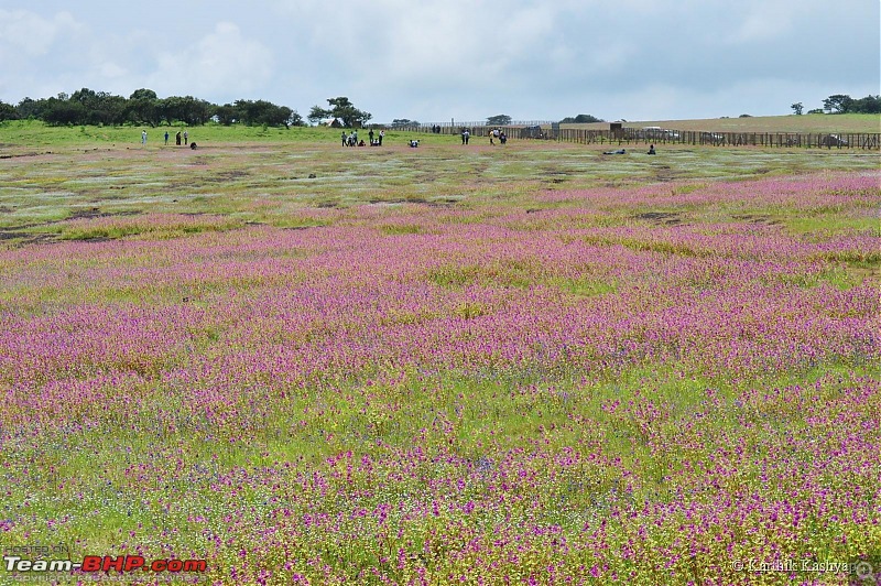 The Jet is mesmerized by the plateau of flowers: A drive to Kaas valley and beyond-dsc_0168.jpg