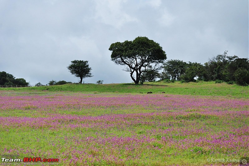 The Jet is mesmerized by the plateau of flowers: A drive to Kaas valley and beyond-dsc_0182.jpg