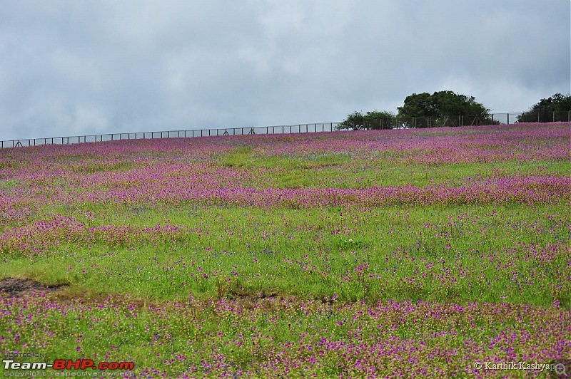 The Jet is mesmerized by the plateau of flowers: A drive to Kaas valley and beyond-dsc_0183.jpg