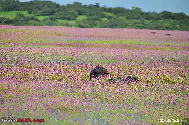 The Jet is mesmerized by the plateau of flowers: A drive to Kaas valley and beyond-dsc_0190.jpg