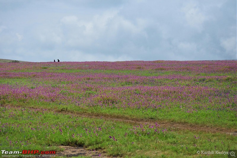 The Jet is mesmerized by the plateau of flowers: A drive to Kaas valley and beyond-dsc_0195.jpg
