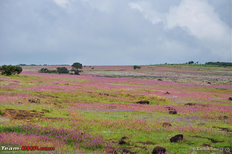 The Jet is mesmerized by the plateau of flowers: A drive to Kaas valley and beyond-dsc_0216.jpg