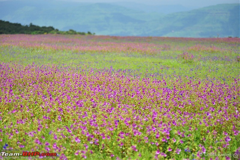 The Jet is mesmerized by the plateau of flowers: A drive to Kaas valley and beyond-dsc_0261.jpg