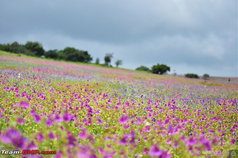 The Jet is mesmerized by the plateau of flowers: A drive to Kaas valley and beyond-dsc_0264.jpg