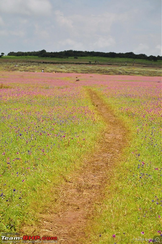 The Jet is mesmerized by the plateau of flowers: A drive to Kaas valley and beyond-dsc_0287.jpg