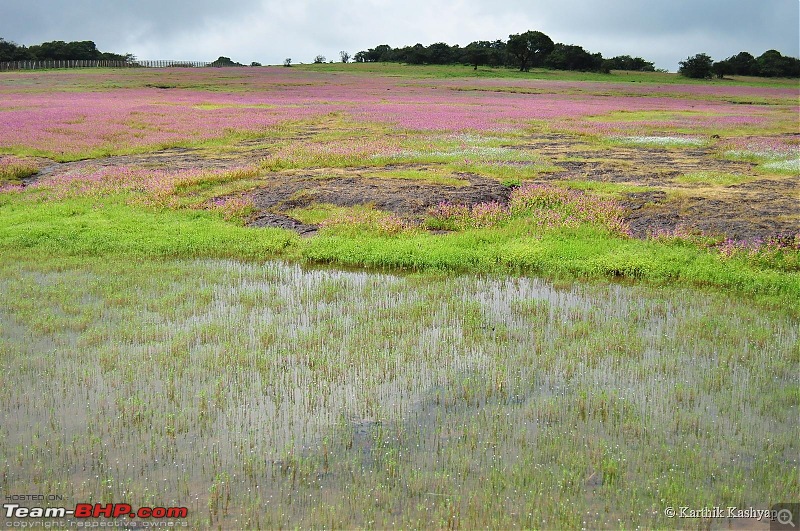 The Jet is mesmerized by the plateau of flowers: A drive to Kaas valley and beyond-dsc_0295.jpg