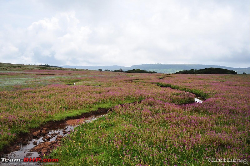 The Jet is mesmerized by the plateau of flowers: A drive to Kaas valley and beyond-dsc_0305.jpg