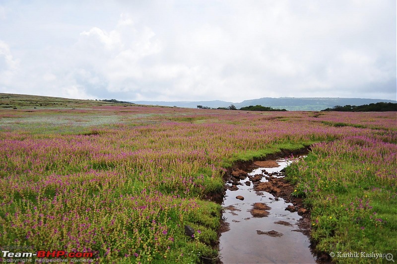 The Jet is mesmerized by the plateau of flowers: A drive to Kaas valley and beyond-dsc_0308.jpg