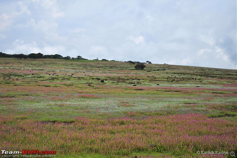 The Jet is mesmerized by the plateau of flowers: A drive to Kaas valley and beyond-dsc_0316.jpg