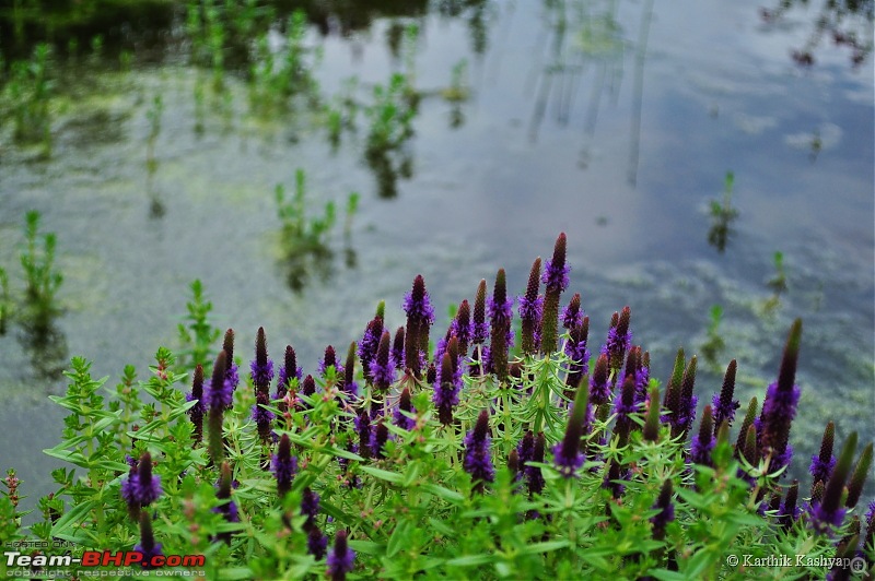 The Jet is mesmerized by the plateau of flowers: A drive to Kaas valley and beyond-dsc_0319.jpg