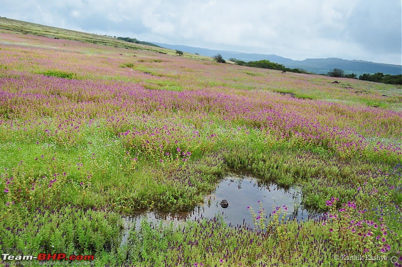 The Jet is mesmerized by the plateau of flowers: A drive to Kaas valley and beyond-dsc_0321.jpg