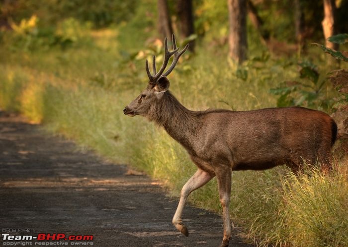 Central Indian Forests: 4000 km roadtrip in a 4WD Fortuner-dsc_1208.jpg