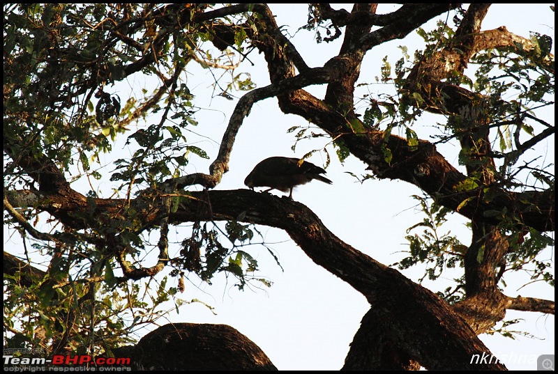 A quick dash to the Lap of Nature (Nagarhole)-img_4125.jpg