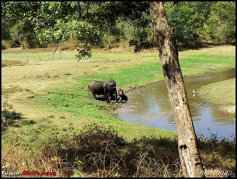 A quick dash to the Lap of Nature (Nagarhole)-elephants.jpg