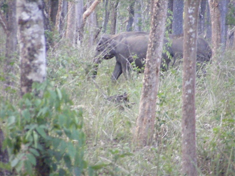 Muthanga - Elephants, Buffalos, Deers & a Bear.-.jpg