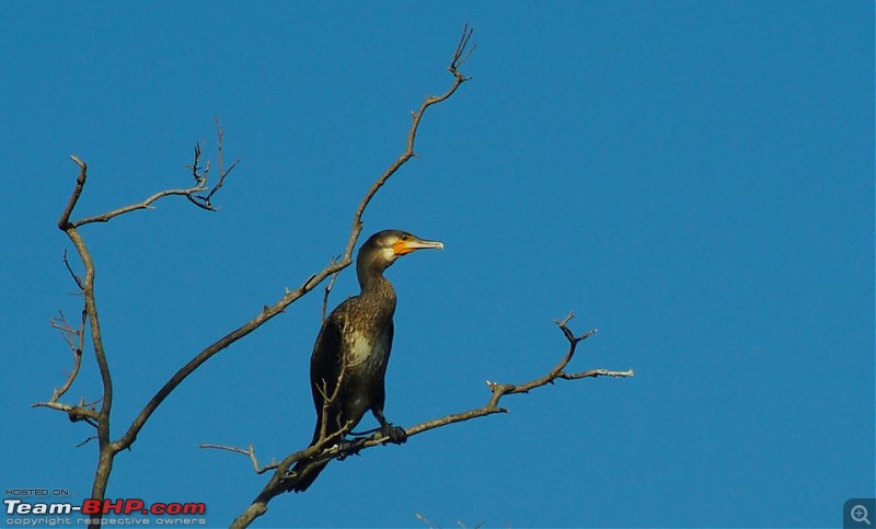 Photologue: The Lakes of Bangalore-10.jpg