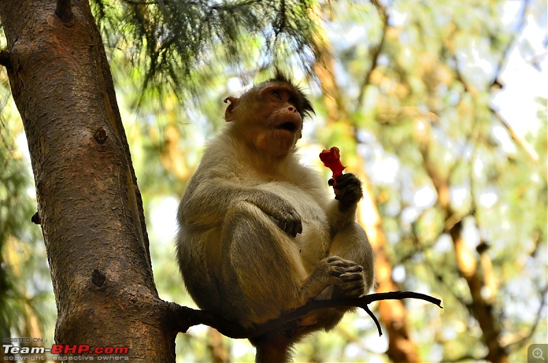 Kodaikanal, December 2013: A Trip to see the Clouds at arm's length-_dsc8329_01.jpg