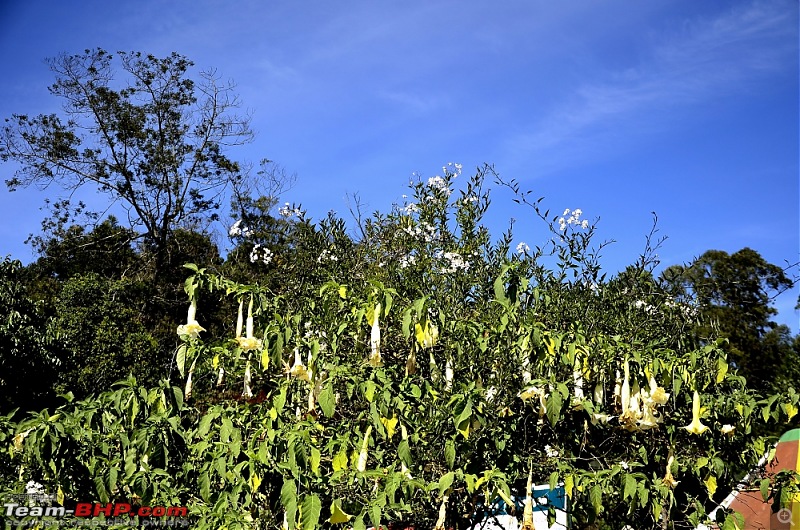 Kodaikanal, December 2013: A Trip to see the Clouds at arm's length-_dsc8357_01.jpg