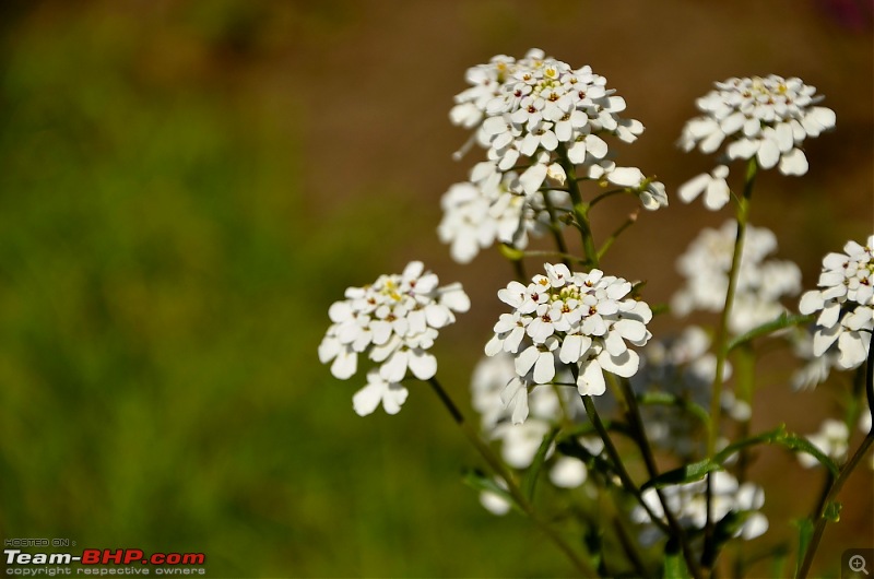 Kodaikanal, December 2013: A Trip to see the Clouds at arm's length-_dsc8453.jpg