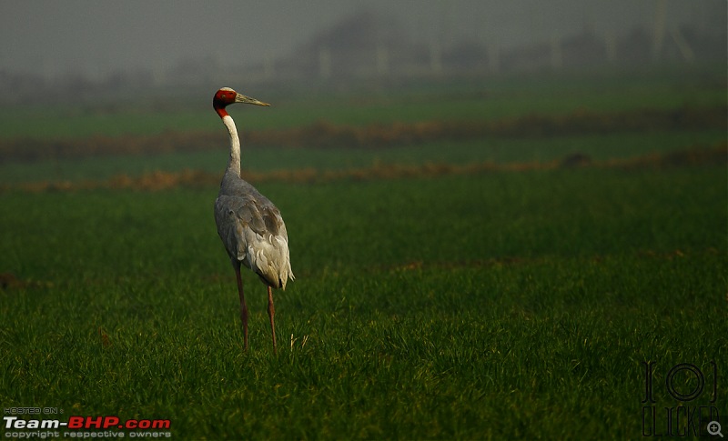 Birds in Sultanpur bird sanctuary-img_3934_1.jpg