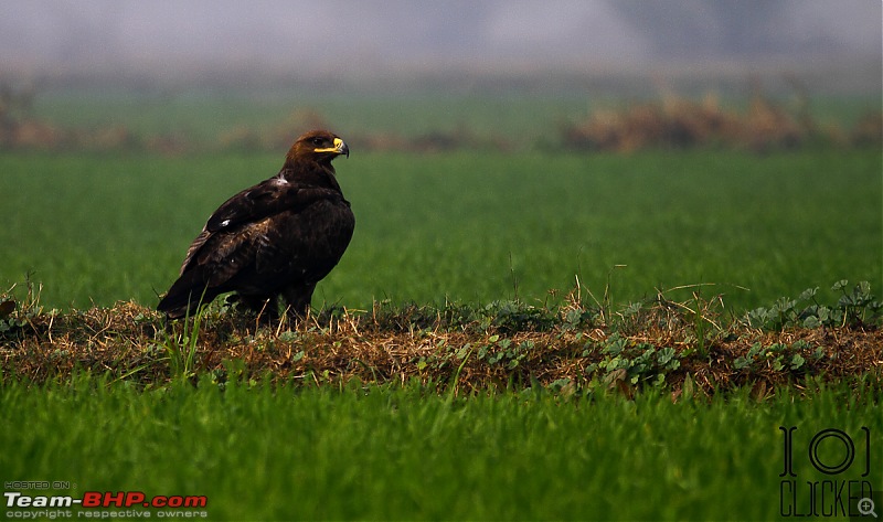 Birds in Sultanpur bird sanctuary-img_4014_1.jpg