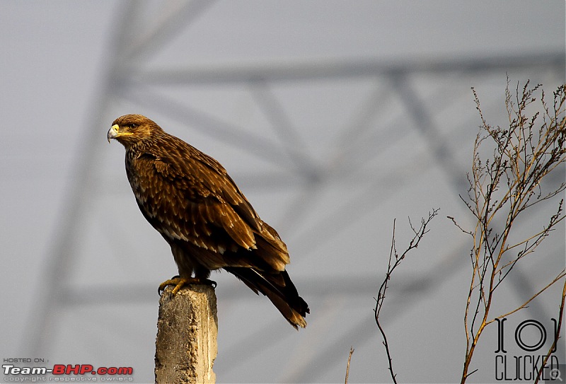 Birds in Sultanpur bird sanctuary-img_4052_1.jpg