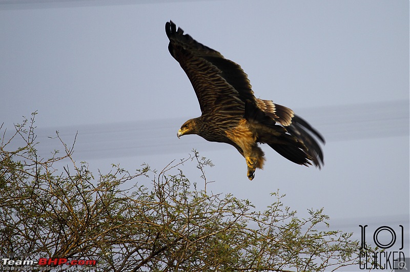 Birds in Sultanpur bird sanctuary-img_4079_1.jpg