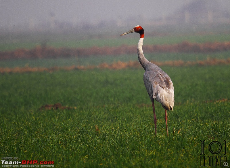 Birds in Sultanpur bird sanctuary-img_3932_1.jpg