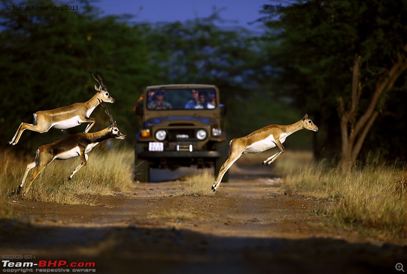 Drive to the Indian Savannah: Blackbuck National Park @ Velavadar, Gujarat-_t4a8910-copy.jpg