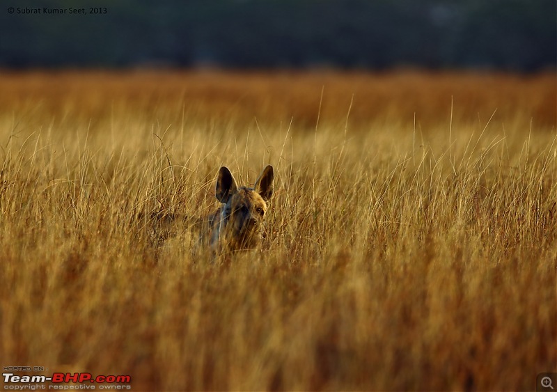 Drive to the Indian Savannah: Blackbuck National Park @ Velavadar, Gujarat-_t4a9033-copy.jpg
