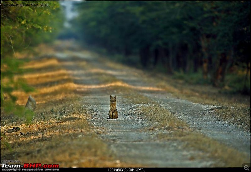 Drive to the Indian Savannah: Blackbuck National Park @ Velavadar, Gujarat-_t4a9974-copy.jpg