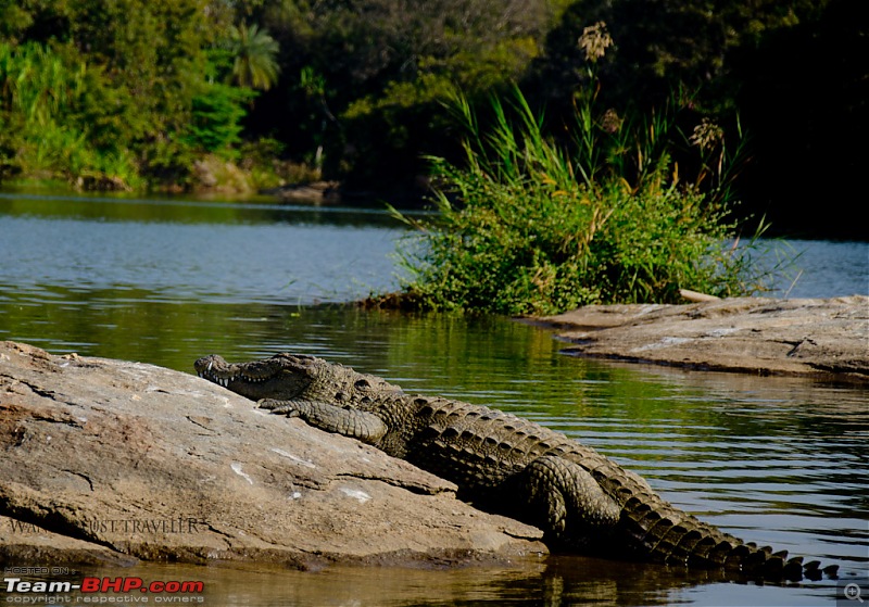 Wanderlust Traveler: Ranganathittu, Srirangapatna & Kokkare Bellur-suh_1093.jpg