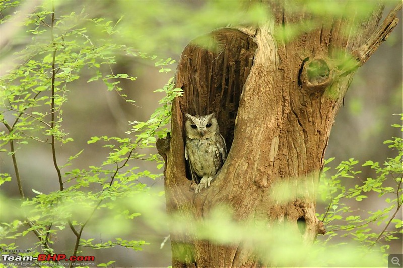 Ranthambore National Park Chronicle : Grand Sighting at last...-collared-scops-owl.jpg