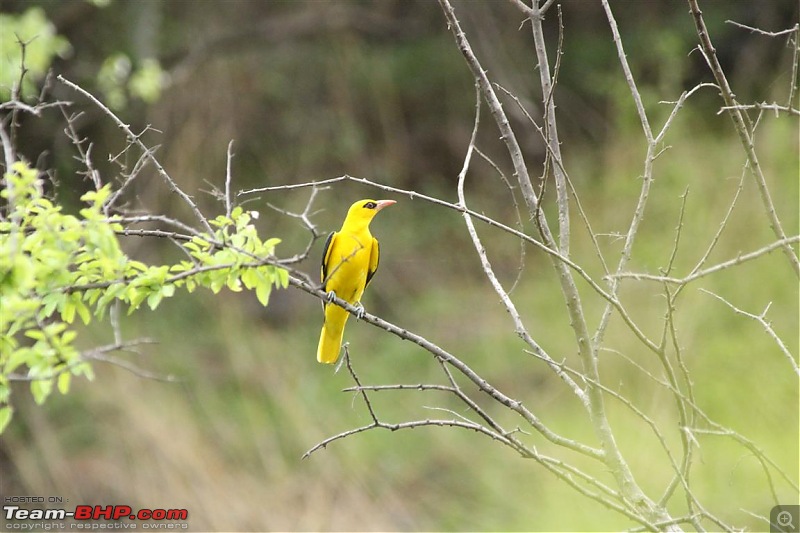 Ranthambore National Park Chronicle : Grand Sighting at last...-img_5801.jpg