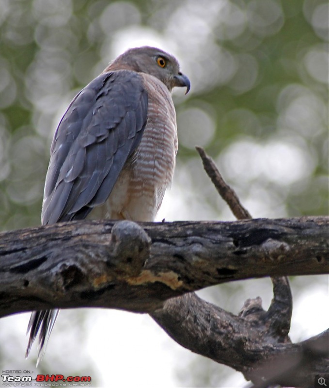 Ranthambore National Park Chronicle : Grand Sighting at last...-img_6817.jpg