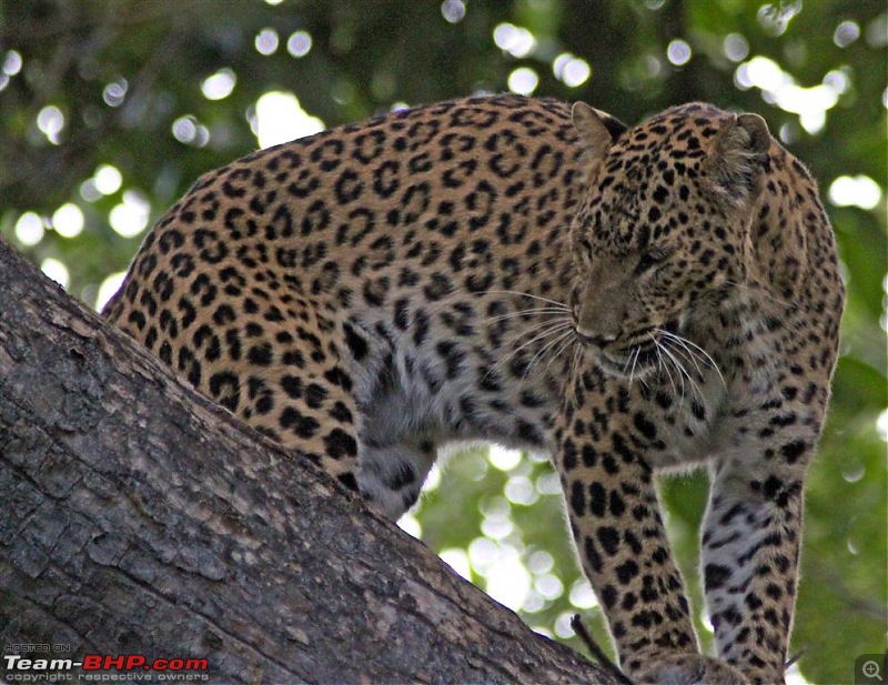 Ranthambore National Park Chronicle : Grand Sighting at last...-img_6960.jpg