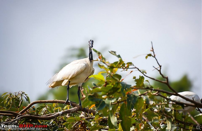 Wanderlust Traveler: Ranganathittu, Srirangapatna & Kokkare Bellur-6.jpg