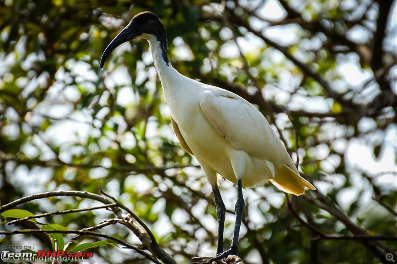 Wanderlust Traveler: Ranganathittu, Srirangapatna & Kokkare Bellur-8.jpg