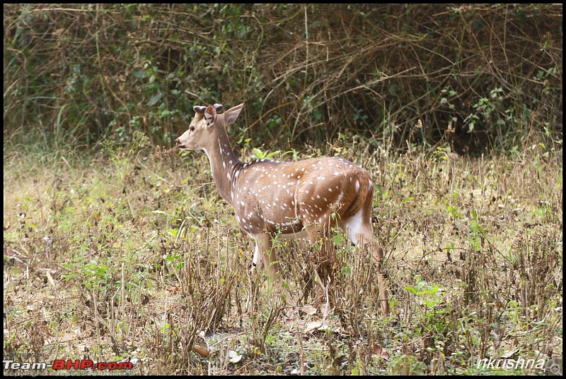 A Retreat to Wilderness: Wayanad-img_4447.jpg