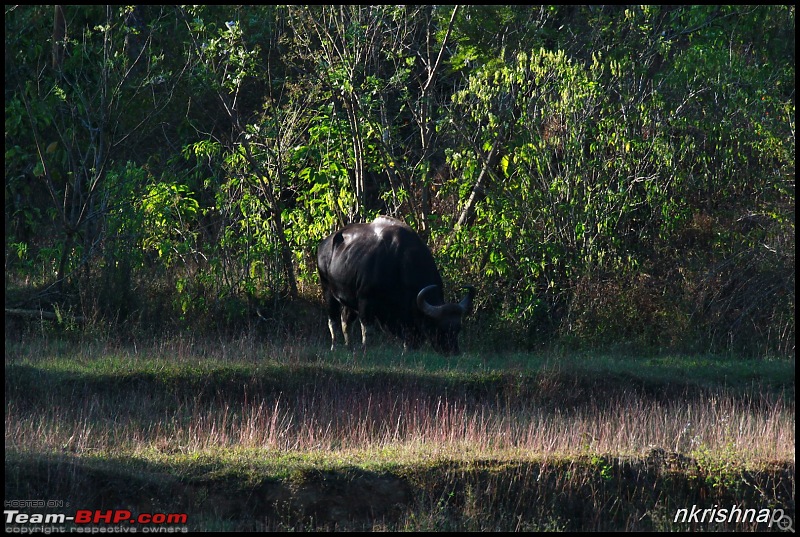 A Retreat to Wilderness: Wayanad-img_4589.jpg