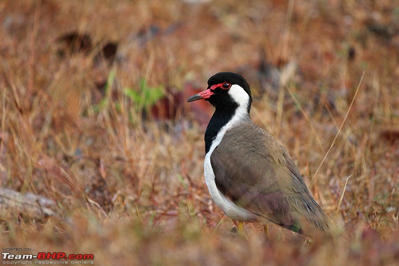 A Retreat to Wilderness: Wayanad-img_9753_800.jpg